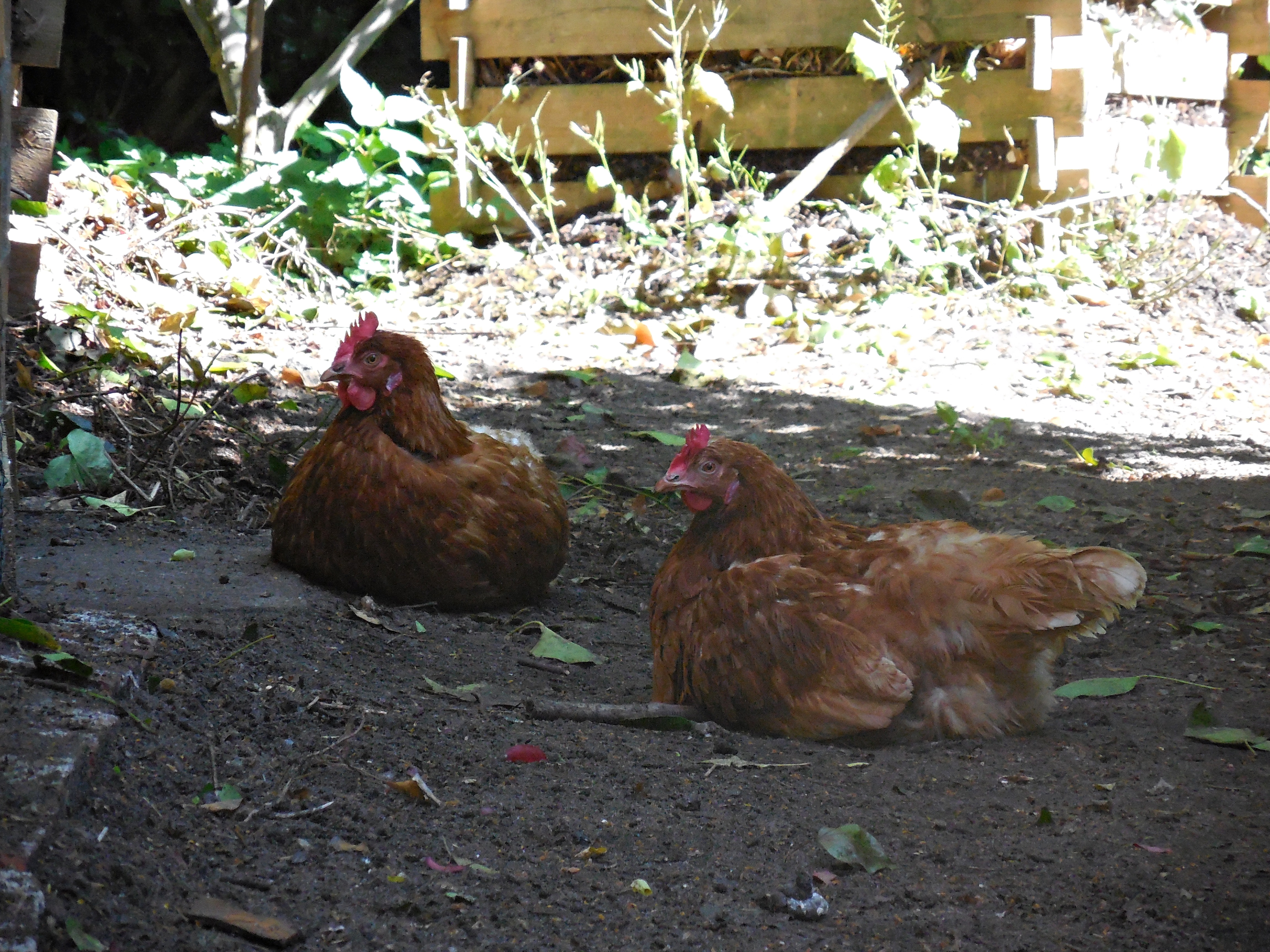 Wie vier Hühner ein neues Zuhause fanden 65
